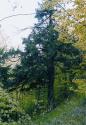 Tis obyčajný /Taxus baccata/ Tis obyčajný /Taxus baccata/